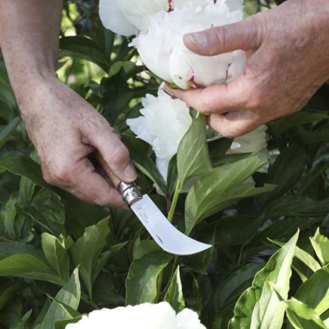 opinel no 8 garden pruning grafring bilhook knife