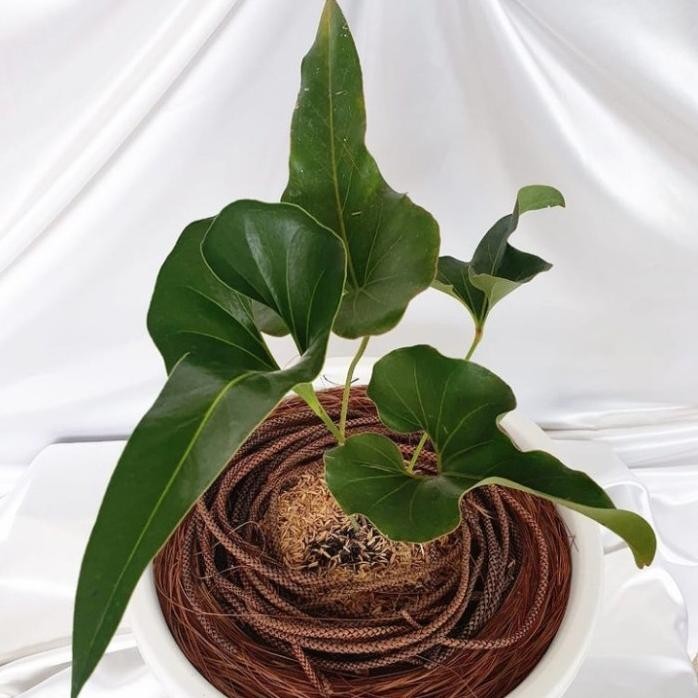 Terlaris Tanaman Hias Anthurium Corong - Anthurium Corong Hias