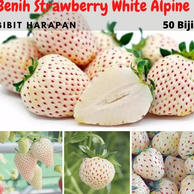 Benih Bibit Biji Buah Stroberi Strawberry White Alpine Import FFFF