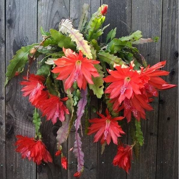 Terlaris Tanaman Hias Wijaya Kusuma Kepiting Merah