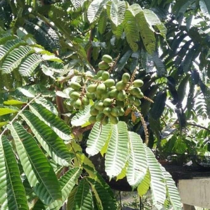 BIBIT TANAMAN BUAH MATOA SUPER - BIBIT MATOA CANGKOK - BIBIT MATOA PREMIUM