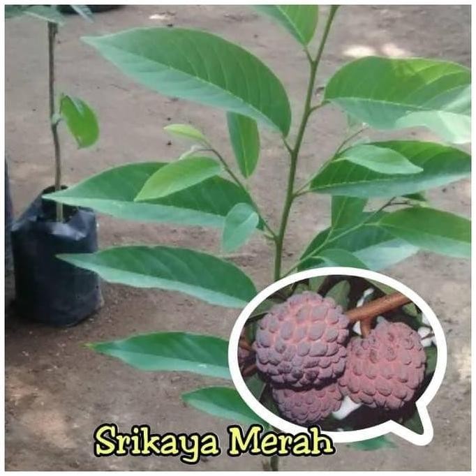Bibit Srikaya Merah / Pohon Buah srikaya merah unik Murah FFFF