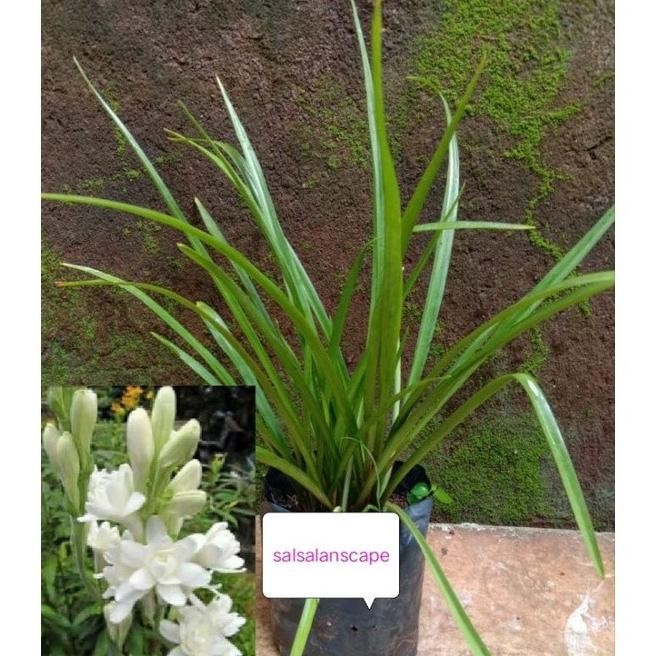 Tanaman Bunga Sedap Malam Bibit Pohon Bunga Sedap Malam SUPER NNNN