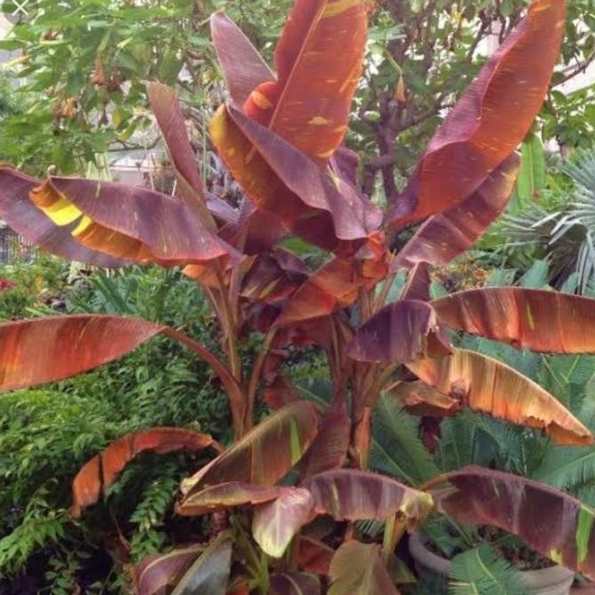 Bibit Bonggol pisang merah Ruby siam orinal Stek/ Bonggol AZZ