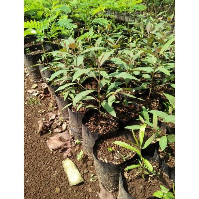 Bibit Pohon Rainbow Eucalyptus/ Pohon Pelangi/Eucalyptus Deglupta