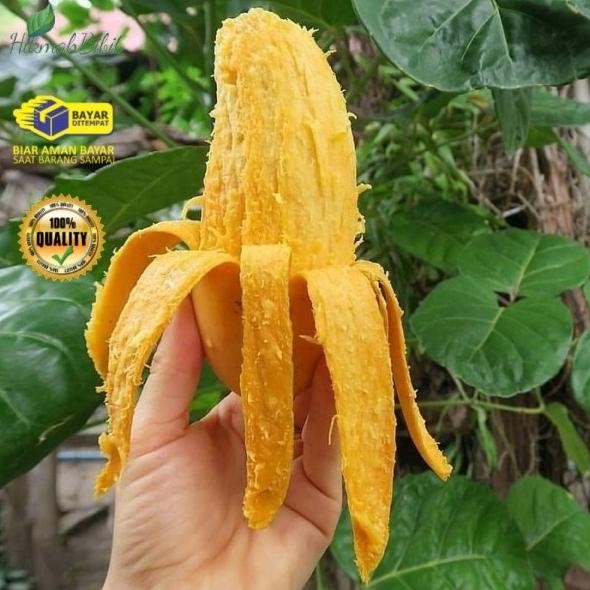 Tabulampot Bibit Tanaman Mangga Pisang Cepat Berbuah PREMIUM