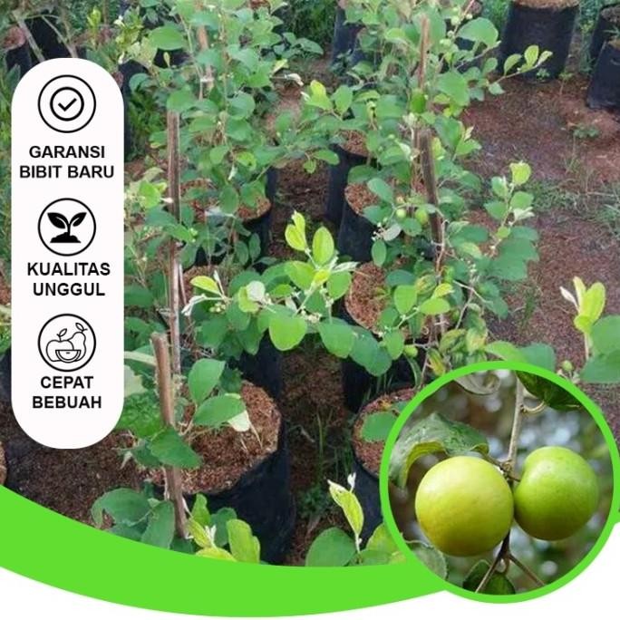 Bibit Buah Bibit Apel Futsa Bibit Buah Unggul Siap Berbuah Bibit