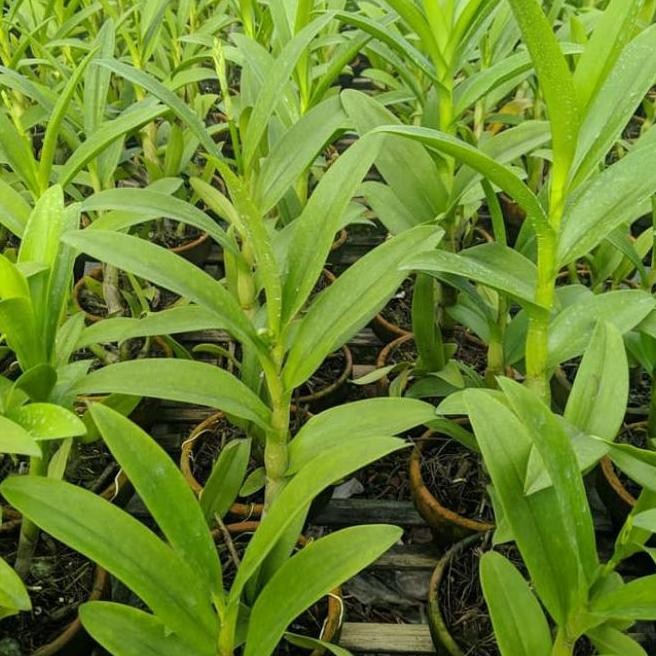 Terlaris Tanaman Hias Anggrek Dendrobium Remaja//Anggrek Dendrobium Remaja