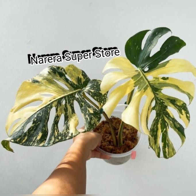 Terlaris Tanaman Hias Monstera Thai Constellation Creme Brulee Monthai Creame Blue Real Pict Varigat