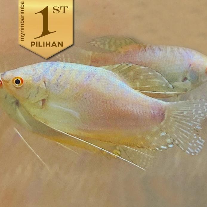Terlaris Paket Koloni (Isi 10) Sepat Platinum Gourami Ikan Hias Aquascape Hiasan Aquarium Tanaman Ai