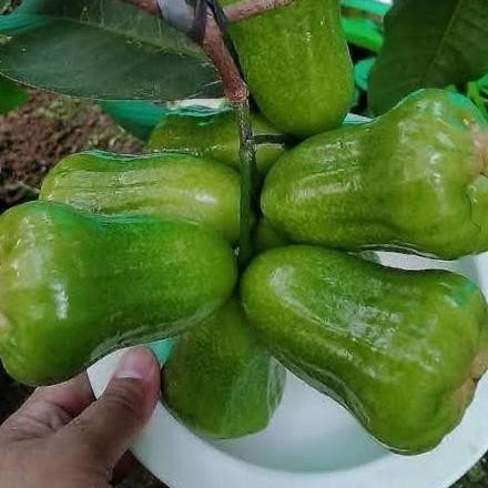 PREMIUM bibit jambu kiojok pohon buah jambu kiojok hasil okulasi
