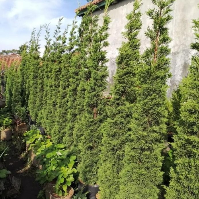 Terlaris Tanaman Hias Cemara Lilin Tinggi 2 Meter Pohon Cemara Lilin 2 Meter