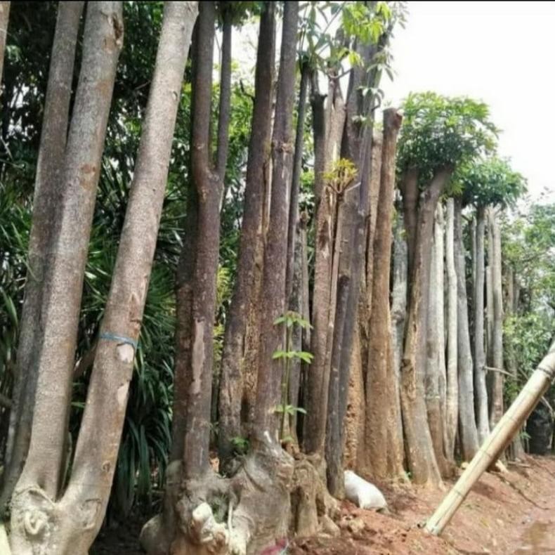 Ter-98 Best Seller Pohon Pule Besar - Pohon Pelindung Pule - Tanaman Hias Pule Viral