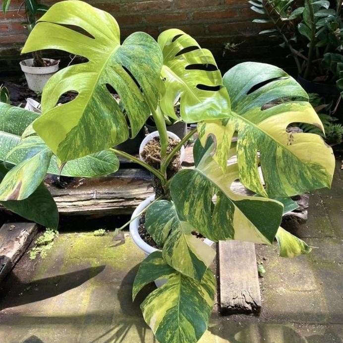 Monstera Marmorata Aurea Yellow Variegata Real Pict Murah Ekonomis murah