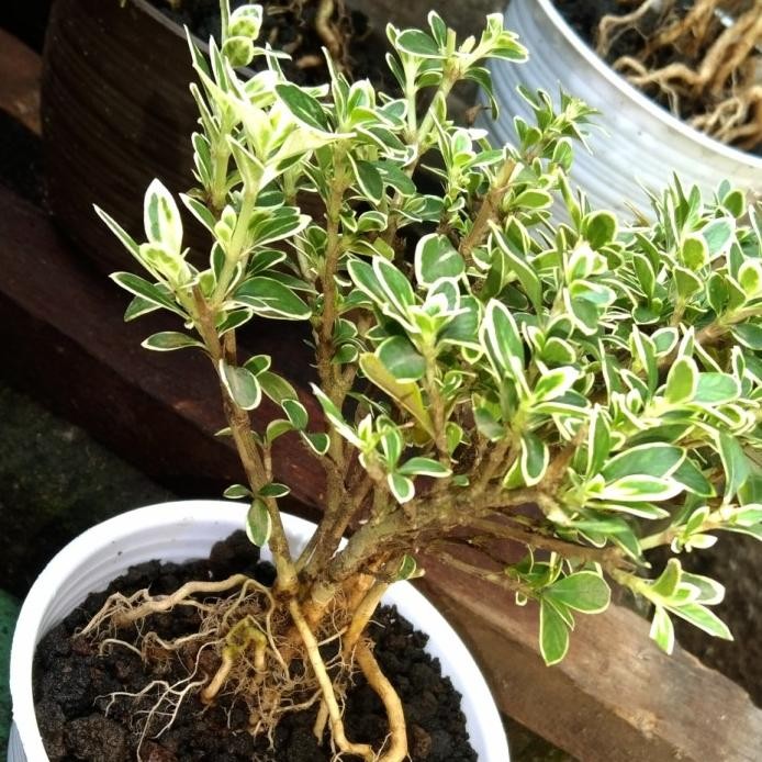 Bonsai mame sudah jadi murah