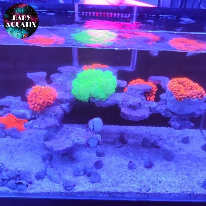 

Anemone Jagung Merah WYSIWYG murah