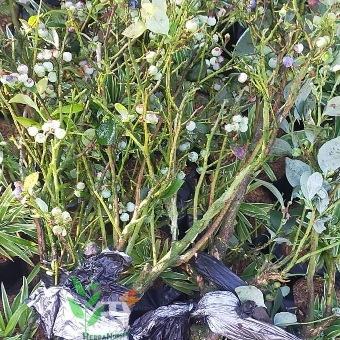 RESTOCK* BIBIT POHON BLUEBERRY - POHON BUAH BLUEBERRY - BERBUAH $S? a PREMIUM