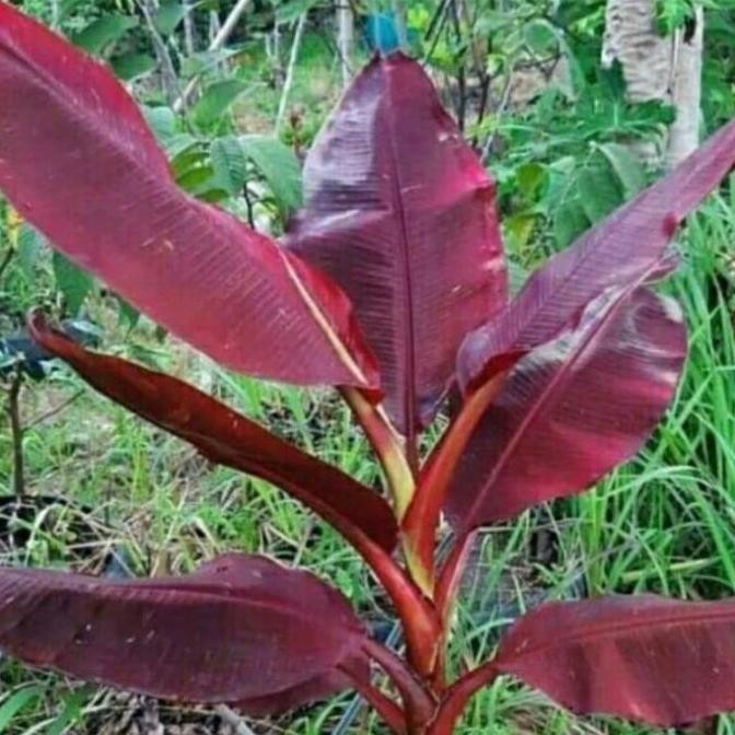 Bibit Bonggol Pisang Ruby Merah Siam Asli Sumatra Best PREMIUM