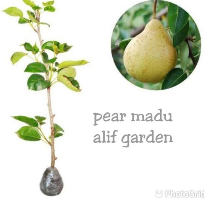 BIBIT BUAH PEAR PIR MADU SUPER CANGKOK SUPER NNNN PREMIUM
