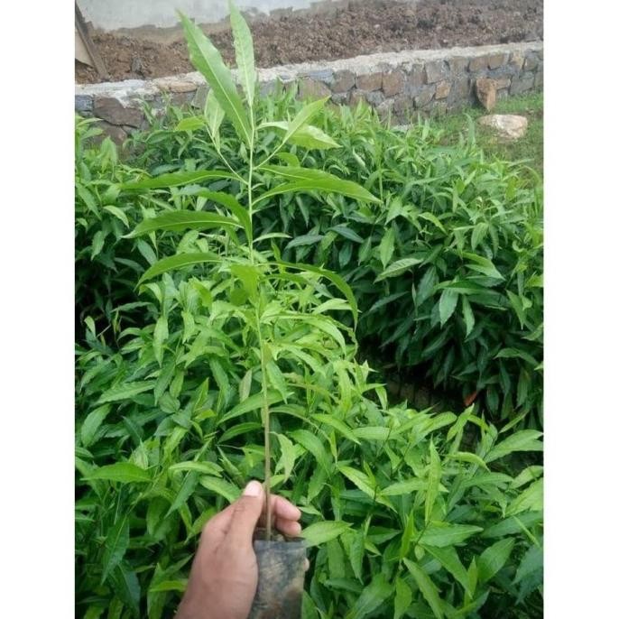 Bibit Pohon Kayu Jenitri / Genitri Super SUPER NNNN PREMIUM