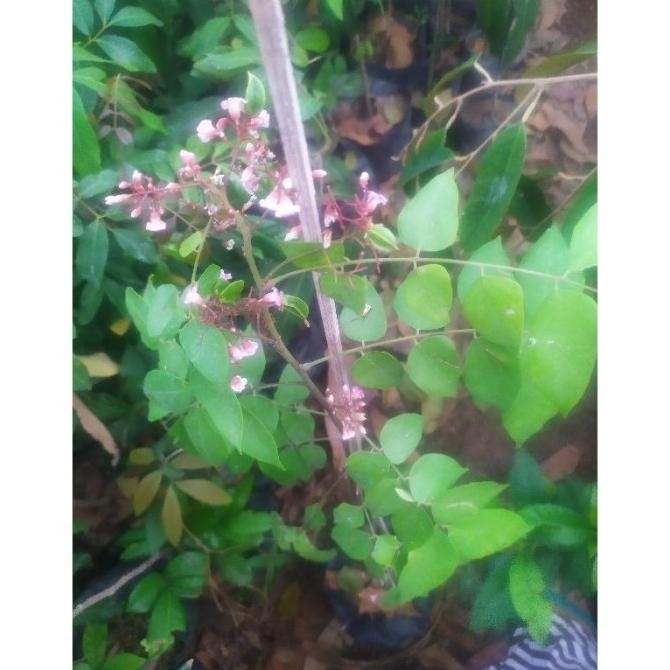 Bibit Buah Belimbing Madu Sudah Berbuah dan Berbunga SUPER NNNN PREMIUM