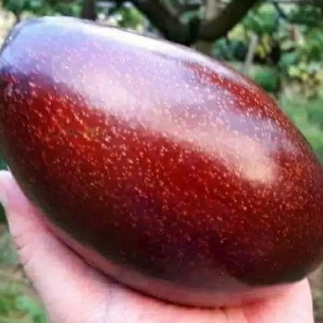 BIBIT ALPUKAT RED VIETNAM OKULASI ASLI, BIBIT BUAH ALPUKAT RED VIETNAM PREMIUM