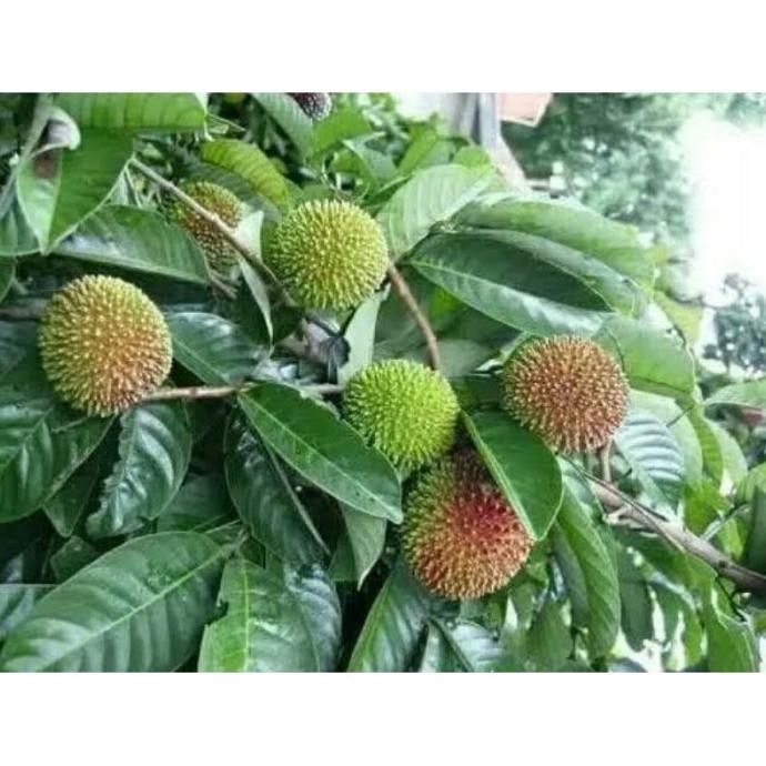 Bibit Pohon Buah Rambutan Rapiah - Tanaman Buah Rambutan Rapiah PREMIUM