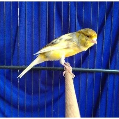 Sale Burung Kenari Af Gacor Bon Gereja
