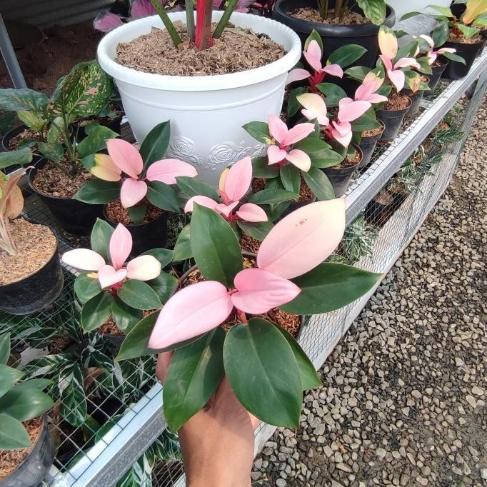 Terlaris Philodendron Pink Kongo / Tanaman Hias Pink Kongo
