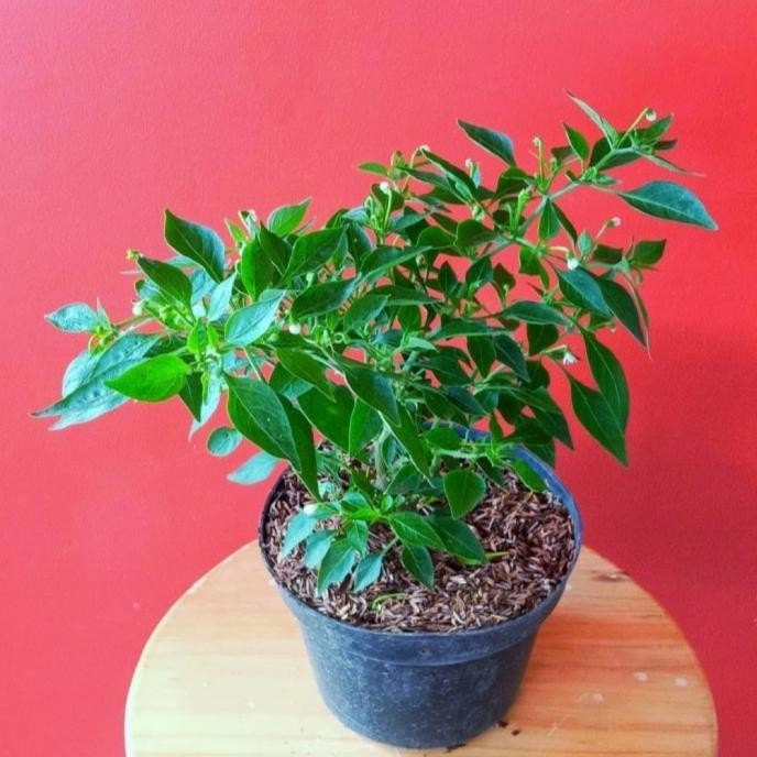 Terlaris Tanaman Hias Bumbu Dapur Cabe Rawit Pedas Sudah Berbuah Inc Pot Hitam