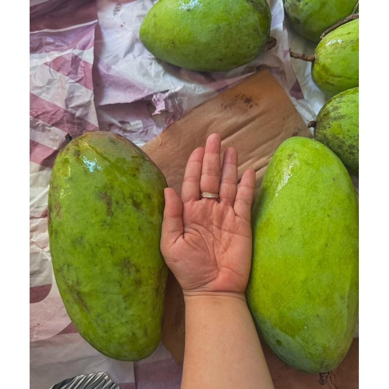 

TERLARIS Mangga Kiojay Siap kirim