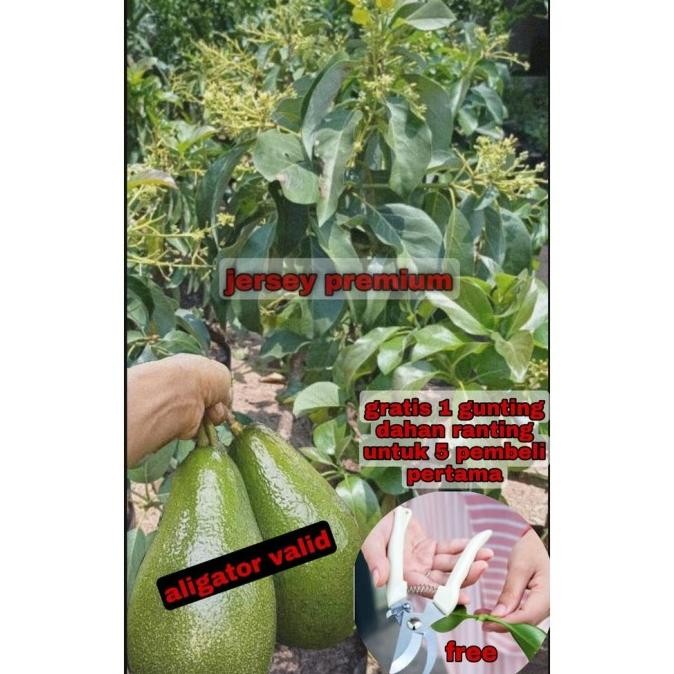 Bibit tanaman pohon buah apokat alpukat alator super jumbo sudah PREMIUM