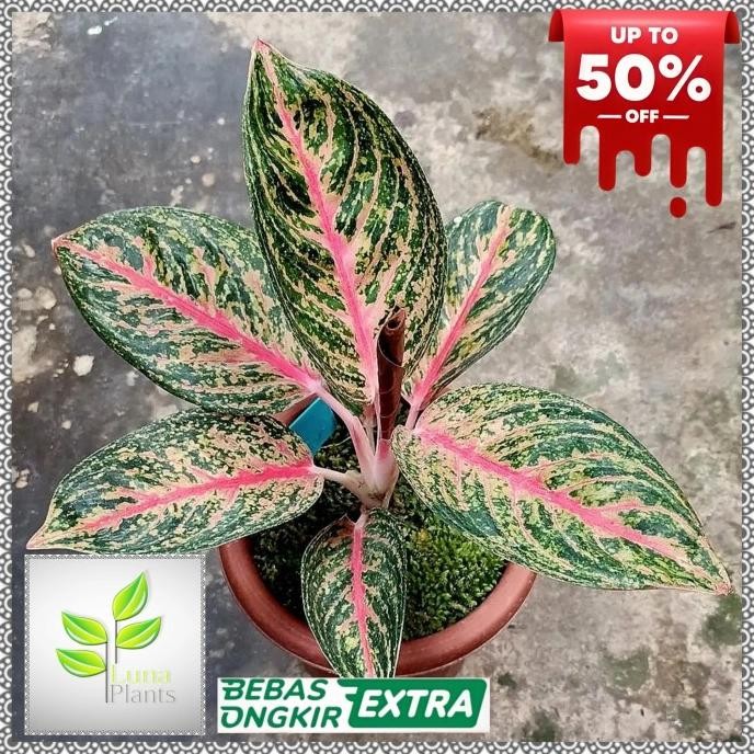 Terlaris Aglonema Widuri / Tanaman Hias Aglonema Widuri