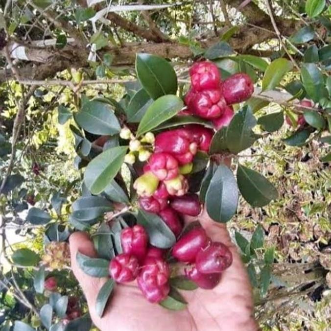 PREMIUM BIBIT JAMBU LILI PILY