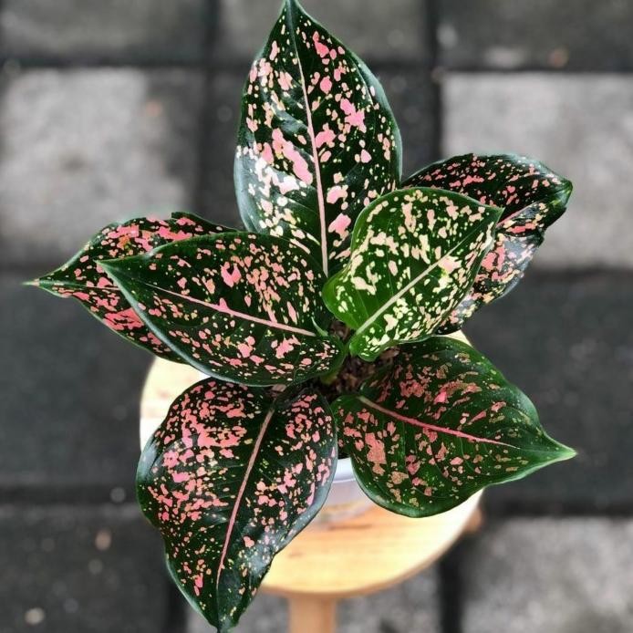 Terlaris Tanaman Hias Aglonema Pink Dalmation - Aglonema Pink Dalmation