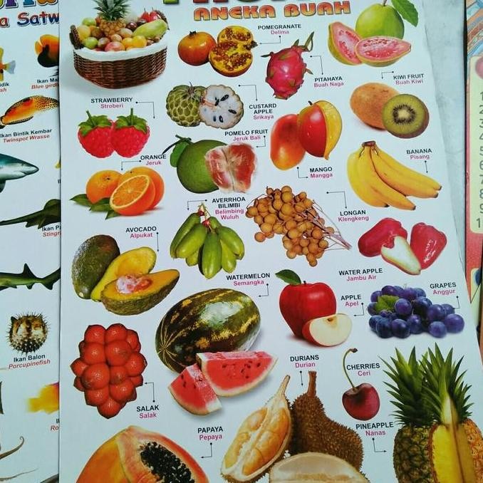 @#@#@#] poster kertas sayuran binatang buah