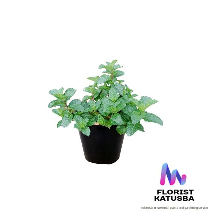 

Terlaris Tanaman Hias Herbal Daun Mint Tanaman Banyak Manfaat