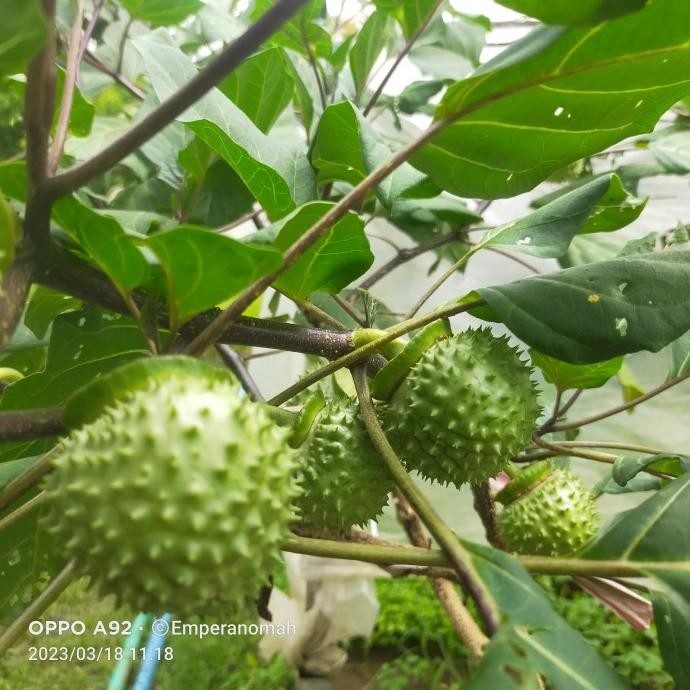 

Terlaris Bibit Tanaman Herbal Kecubung Ungu Original