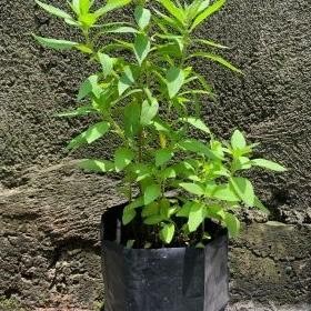 

Terlaris Bibit Tanaman Min - Daun Mint - Herbal Mint