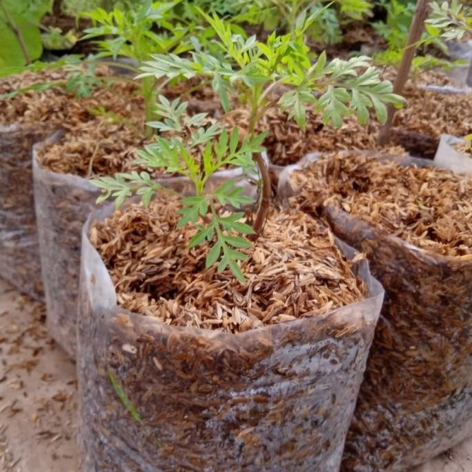 

Terlaris Tanaman Herbal Pohon Kenikir/Randa Midang/Ramidang