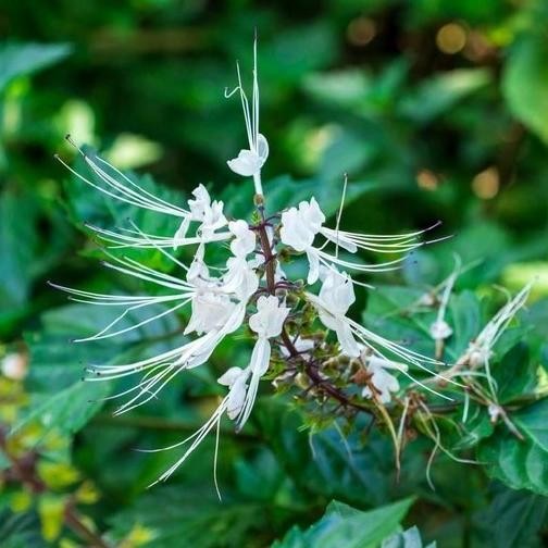 

Terlaris Tanaman Herbal Daun Kumis Kucing