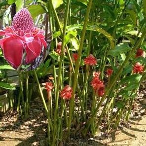 

Terlaris Tanaman Obat / Herbal Kecombrang