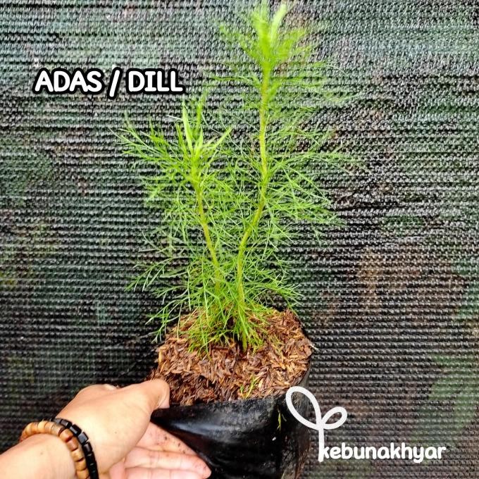 

Terlaris Daun Dill Tanaman Adas Tanaman Herbal Daun Adas