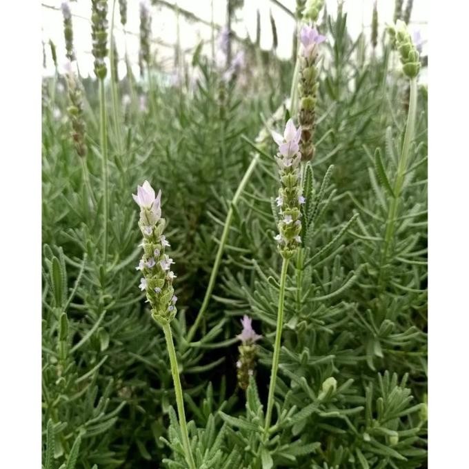 

Terlaris Tanaman Bibit Herbal Lavender Prancis Asli Daun Bergerigi