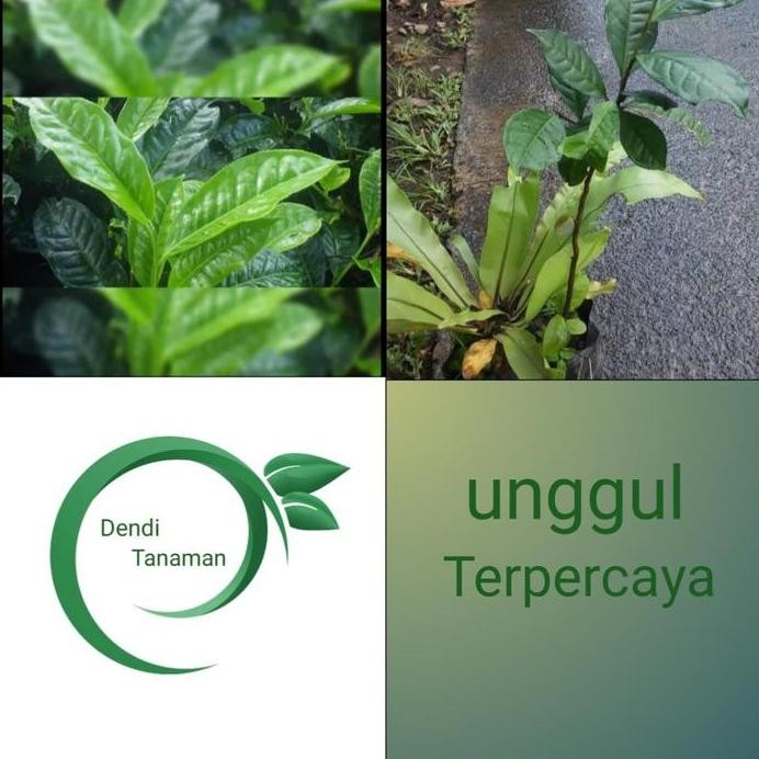 

Terlaris Bibit Tanaman Pohon Teh Hijau/Green Tea (Herbal)