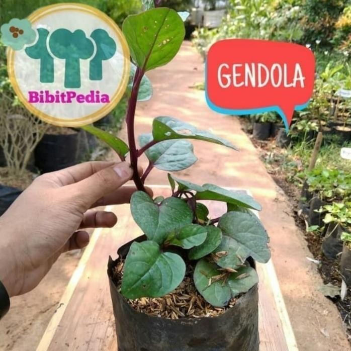 

Terlaris Tanaman Herbal Binahong Merah