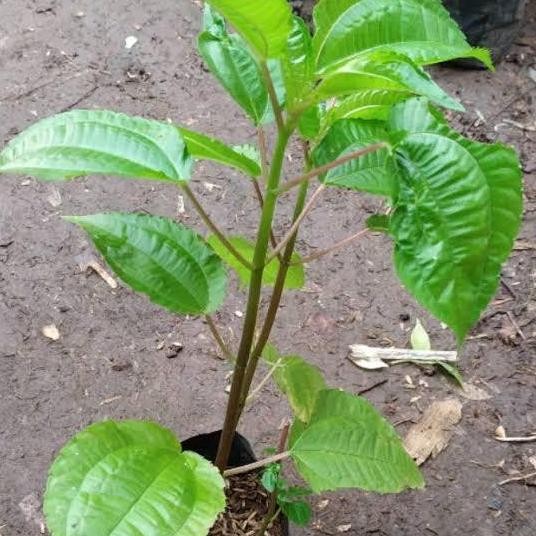

Terlaris Bibit Tanaman Herbal Pohpohan Hidup Siap Tanam