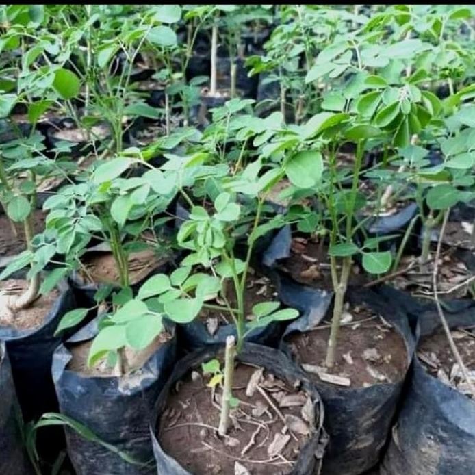 

Terlaris Bibit Tanaman Hias Daun Kelor - Tanaman Herbal