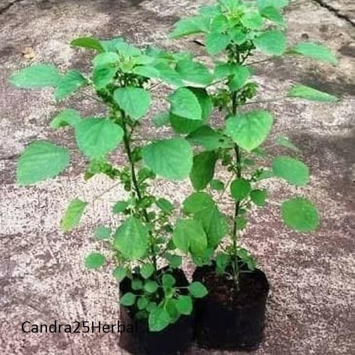 

Terlaris Pohon Anting Anting / Tanaman Herbal Untuk Kucing.