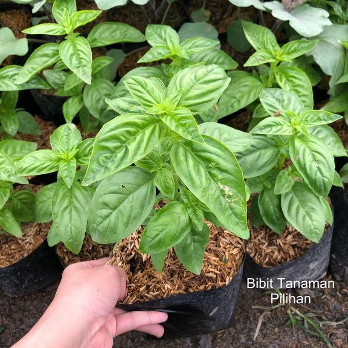 

Terlaris Bibit Tanaman Basil Tanaman Herbal Rimbun